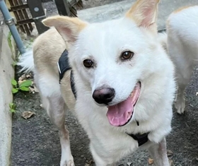 真っ白の毛並みがかわいいオスの保護犬・アンゴレ