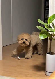 空のペットボトルを右前足でキープするワンちゃんがTwitter上で話題に（「ポテチやで」さん提供、Twitterよりキャプチャ撮影）