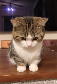 こ、こんなん、撫でるしかないやろー！！　画像提供（動画よりキャプチャ）：しずわらひなたさん