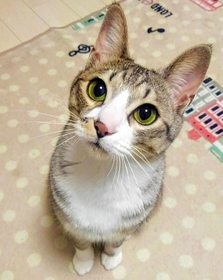 「遊んで」とせがむ