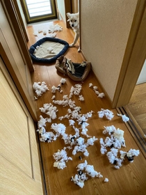 家の中に降り積もる“雪”が話題。白いワンコの仕業？（「わいてぃーず 恐竜と犬」さん提供）