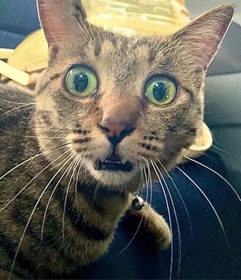 「嘘だろっ！？」（提供：銅像ぽちょさん）