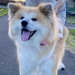 いつもニコニコ笑顔の秋田犬の女の子・ななちゃん