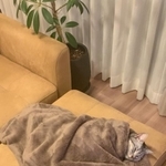 毛布を大活用！