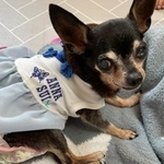 奇跡の生還を遂げたシニア犬のミニチュアピンシャーのココちゃん