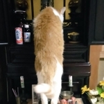 あ～、美味しいなあ～＝みちみちさん（@michimichiAKIRA）提供