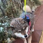 何とも可愛らしい「鈴カステラ」（画像提供：柴犬芸人|あずはなさん）