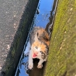 【ビフォー写真】保護時、道端の側溝で必死に助けを求めて鳴いていた子猫（「ねこの金太と蒼太とすず」さん提供、Twitterよりキャプチャ撮影）