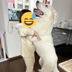 前脚を持つと、それほど人間に体重がかからない＝広瀬家の犬様達さん（@hirose_grgp）提供