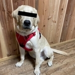 車検証を破壊したアルくん。とっても反省しているという（提供写真）