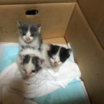 【ビフォー写真】保護時の3兄妹。一番後ろがちくわちゃん、手前がおもちくん、右側がぽんずちゃん（あーちょことねこたろうさん提供）