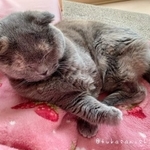 【ビフォー写真】こんなに可愛い猫ちゃんが…（西野つかさlove j&mさん提供）