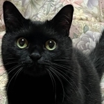 ペットロスから迎えた保護猫　1日目からうれしそうに家中を駆け巡り…おこりんぼ＆寂しがり屋で、今やすっかり家のアイドル