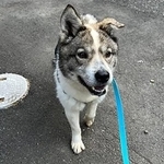 オヤツが大好きな一方、初対面の人には警戒しがちなマラサダでしたが…