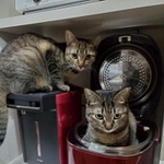 それぞれの場所でくつろぐ