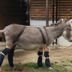 靴下にもブーツにも見える紺の脚カバーを付けたロバ