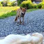 今日も会いに来たよ（投稿からスクショ）