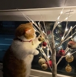 小さな光が灯るクリスマスツリーに手を添える猫さんが可愛すぎると話題になった（提供写真）