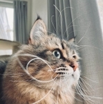 センサー全開！＝ヤマネコさん（@ymnc_rf）提供