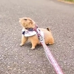 帰宅拒否をするプレーリードッグがTwitter上で話題に（Yukiyngさん提供、Twitterよりキャプチャ撮影）