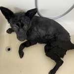 小っちゃくて丸っこい保護犬・ボナネ