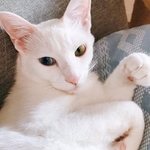 見惚れるほどのイケにゃん