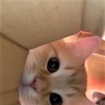 鼻をヒクヒクさせる子猫ちゃんたちのドアップが話題に（ネコランドさん提供、Twitterよりキャプチャ撮影）