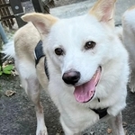 真っ白の毛並みがかわいいオスの保護犬・アンゴレ