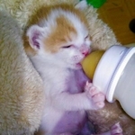 ミルクをガブガブ＝月と鷹さん（@luna7taka9）提供