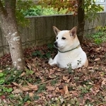 どう見ても埋まっている犬＝けもさん（@sokonron）提供