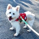 【アフター写真】ピースワンコの保護を経て、第二の犬生をおくることになったレジェモ