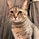 おすましもっちゃん。とても優しい面立ちです