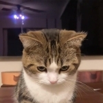 こ、こんなん、撫でるしかないやろー！！　画像提供（動画よりキャプチャ）：しずわらひなたさん