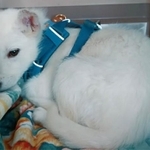 ピースワンコを卒業し「ラッシーのおうち」に来た当初のジュリア