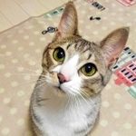 「遊んで」とせがむ