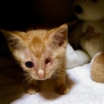 【ビフォー写真】保護当時、穴の空いたような目が痛々しい＝月と鷹（@luna7taka9）さん提供