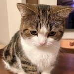 もう５分も電話してるけどさ・・・＝しずわらひなたさん（@shizuwarahinata）提供