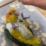 筋力はあるけど、そっと腕に乗るから落ちてしまう＝こばとさん（@kobato_popopo）提供