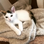 家に来てからちょうど１カ月。すくすく育った。