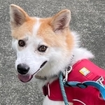 はまきの穏やかな性格とペースを最優先に距離を縮めてくれる里親さんを募集中