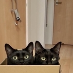 タック（左）ちゃんとチックちゃん（右）外を伺う目つきも一緒＝かりとんさん（@kariton28mhy25）提供