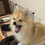 あくびをするはちみつちゃん（画像提供：飼い主さん @hachu1225）