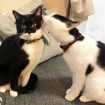 「ちゅっ！」って可愛いにゃ。クロくんとハクくん