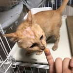 【ビフォー写真】保護して1カ月くらい。見た目のボロボロ具合とは相反して、普通に元気でご飯ももりもり食べていたという（犬飼つなさん提供、2枚目の写真）