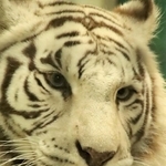 室内でまったりしていたホワイトタイガーの「ソソノ」。お美しい…