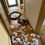 家の中に降り積もる“雪”が話題。白いワンコの仕業？（「わいてぃーず 恐竜と犬」さん提供）