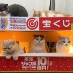 宝くじ売り場で働く猫ちゃんたちがTwitter上で話題（みかんとじろうさんちさん提供）