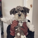 ぬいぐるみになったみたい＝くぅさん（@kuu_chan_0109）提供