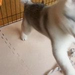 両手でお手をしてしまうワンちゃんが話題に（深山さん提供）