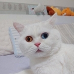 オッドアイにゃんこのボムシクくん